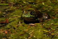 Frog in the Japanese Garden at the Huntington Library & Botanical Gardens
