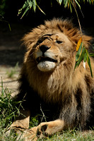 African Lion - male by the name of Lionel II