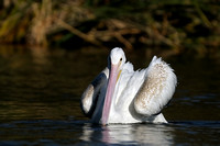 Juvenile American White Pelican   IV or Pelecanus erythrorhynchos