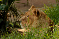 Lioness - the Ruling Queen.......