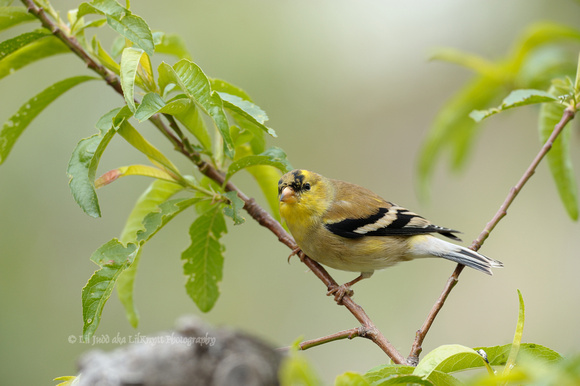 Male America Goldfinch    or Carduelis tristis