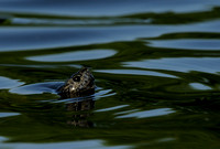 Turtle checking out what's going on above the water's edge