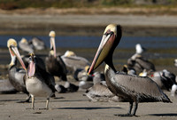 Pelican Ballet during the DPR Day at Malibu Lagoon