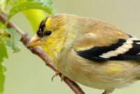100% crop Male America Goldfinch    or Carduelis tristis