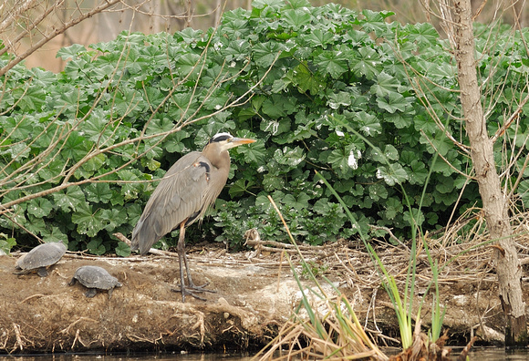 Great Blue Heron (GBH to insiders) flanked by turtles....