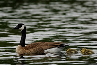 Canada Goose    or  Branta canadensis    family outing in the dam.... IV