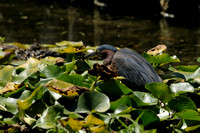 "Look What I Got - - A Fishie"  Adult Green Heron VIII or Butorides virescens