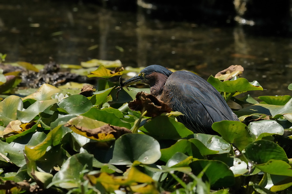 "Look What I Got - - A Fishie"  Adult Green Heron VIII or Butorides virescens