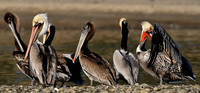 "Stages of Life" - - - Non Breeding Adult, Juvenile & Breeding Adult Brown Pelican