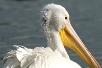 "Unconventional Crop" Juvenile White Pelican
