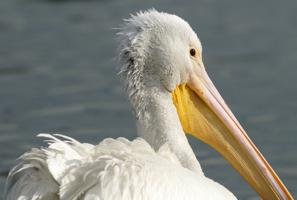 "Unconventional Crop" Juvenile White Pelican