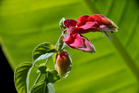 Flowering plant III