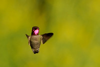 Anna's Hummingbird    or Calypte anna      IV