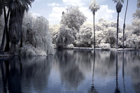The Lake at LA Arboretum