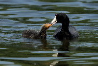 American Coot or Fulica americana     Chick & parent during feeding  II