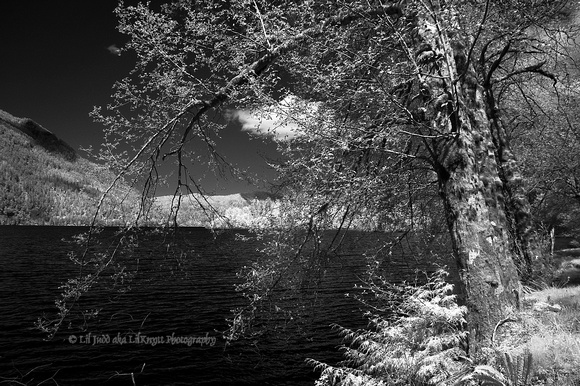 View next to Lake Crescent processed in CS3  - View II