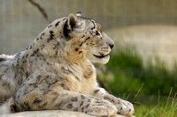Snow Leopard IV