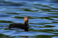"Who Are You Calling A Baldy?!?!?!?!"       American Coot or Fulica americana  Chick