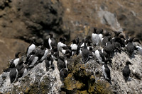 Common Murre     or   Uria aalge      IV