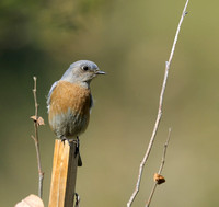 Western Bluebird female   or Sialia mexicana