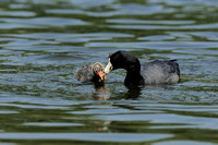 American Coot or Fulica americana     Chick & parent during feeding