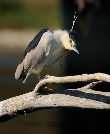 "Got an Itch"  Black-crowned Night-Heron (BCNH)   or Nycticorax nycticorax