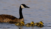 Canada Goose    or  Branta canadensis    family outing in the dam.... II