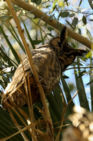 Great Horned Owl     or Bubo virginianus