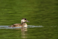 Female Ruddy Duck or Oxyura jamaicensis