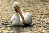 Juvenile White Pelican
