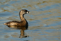 Pied-billed Grebe "Just Hanging Out"  or Podilymbus podiceps