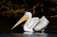 Juvenile American White Pelican   II or Pelecanus erythrorhynchos