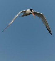 TIFs or Terns In Flight # 14
