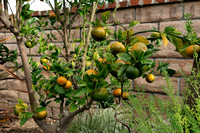 My Mandarin Orange tree   ISO 200