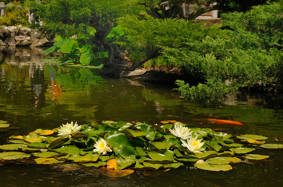 The Pond in the Japanese Garden at the Huntington Library & Botanical Gardens      (NX version)