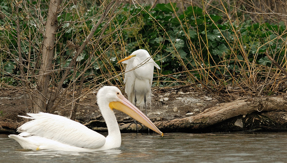 Great Egret being passed by White Pelican
