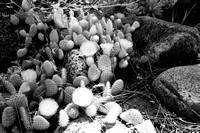 Flowering Small Cactus in the Desert Garden