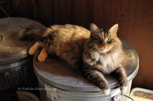 Manet - the "psycho cat" at ISO 3200 in the barn feedroom