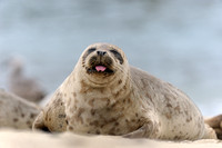 California Harbor Seal II