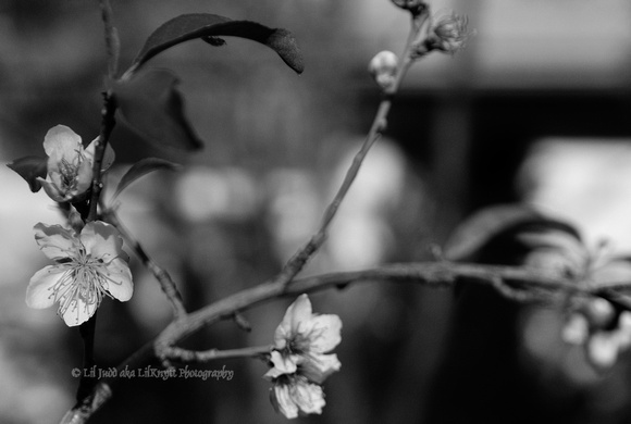 B&W conversion of Nectarine Blossoms at ISO 200