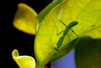 Preying Mantis   "Are You Still At It?!?!?!"  IV