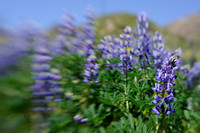 Lupines in Bloom through the Lensbaby - version II