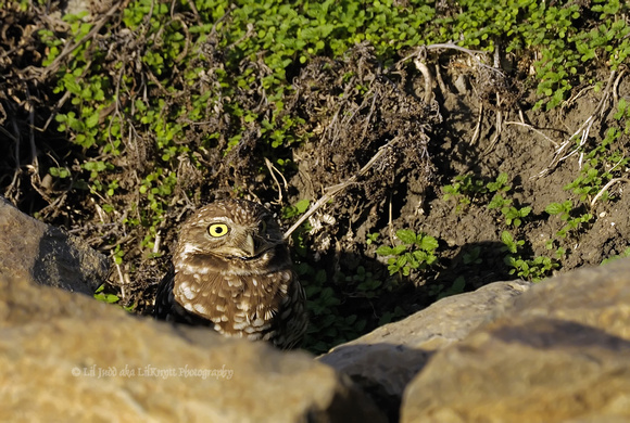 Burrowing Owl    or   Athene cunicularia
