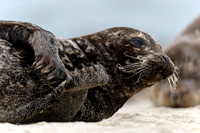 Resting female California Harbor Seal IX