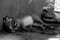 Grevy's Zebra "Just Out of It"  B&W