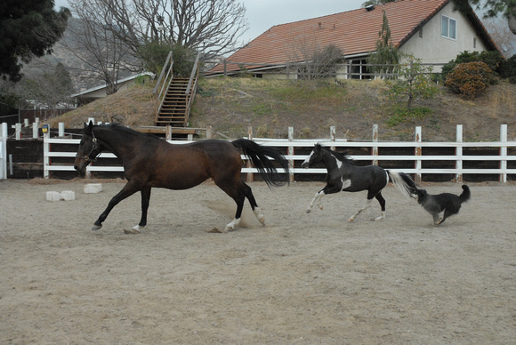 How to make the camera look bad! Unsolicited FREE play of our horses & dog in the arena.....