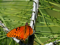 Butterfly in a Pine.......