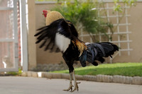 Trying to take flight Rooster....