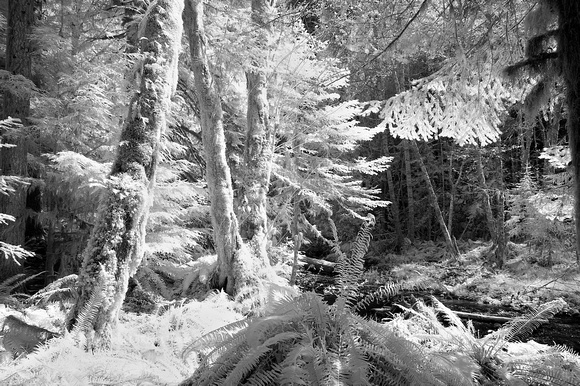 Woods & Stream Near Lake Crescent