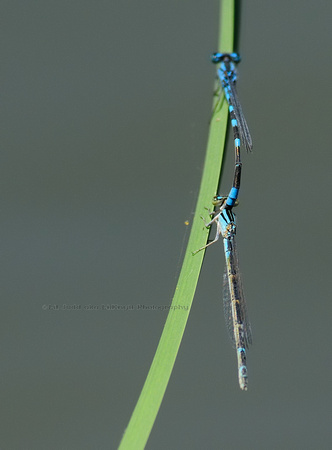 Male & Female Stream Bluet    or Enallagma exsulaus